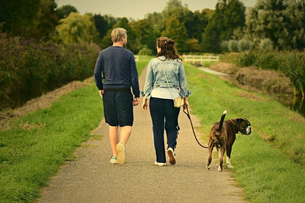 Walking dogs could earn you income